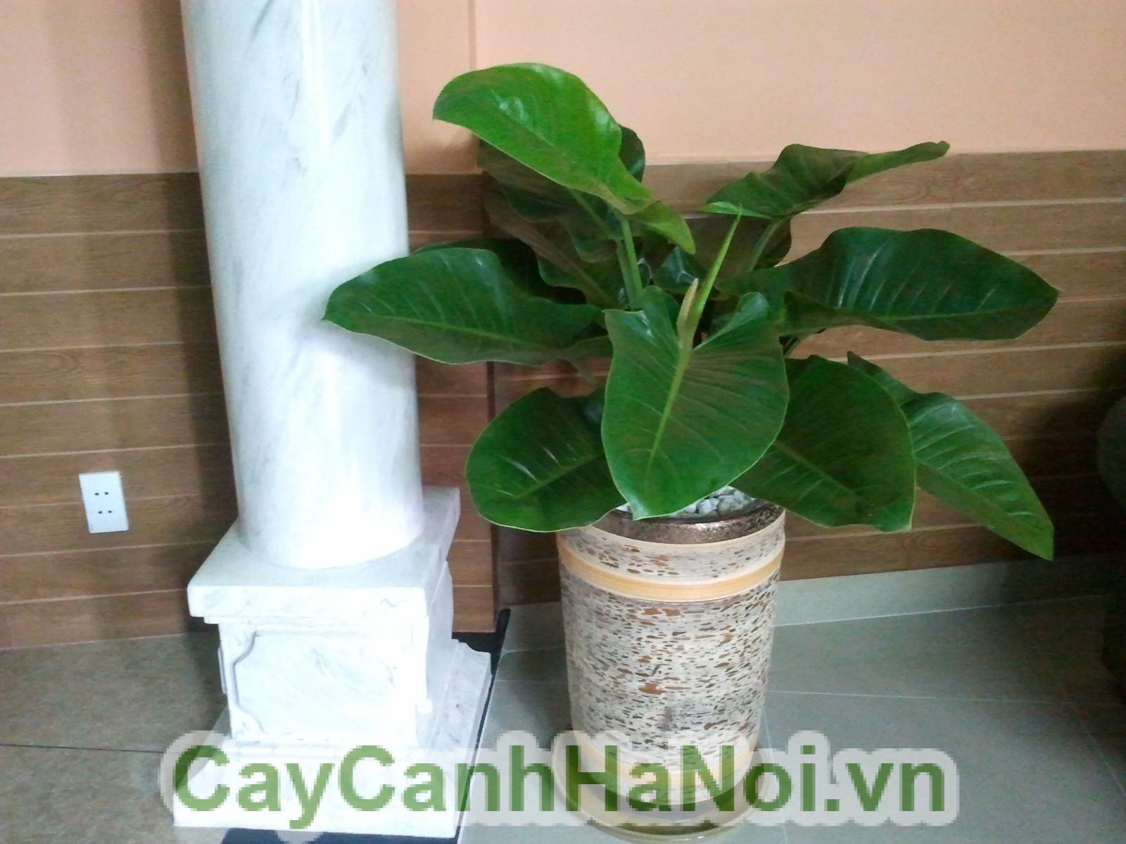 Hình ảnh cây Đại đế