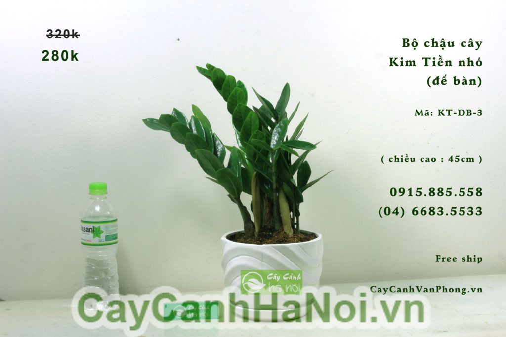 Cây cảnh kim tiền